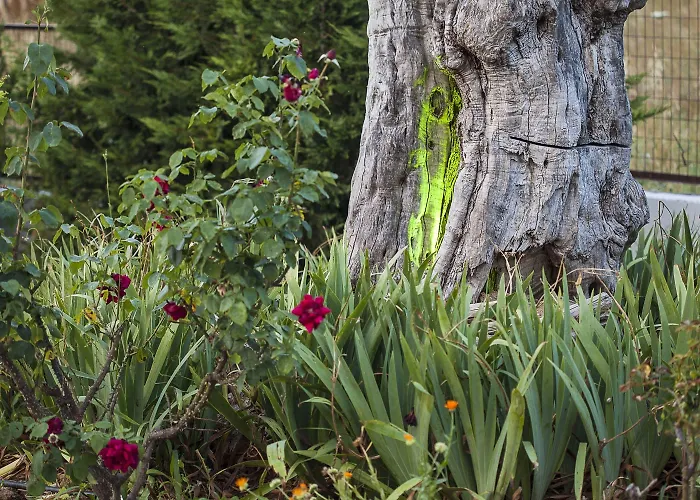Sunny Hill Sani (Chalkidiki)